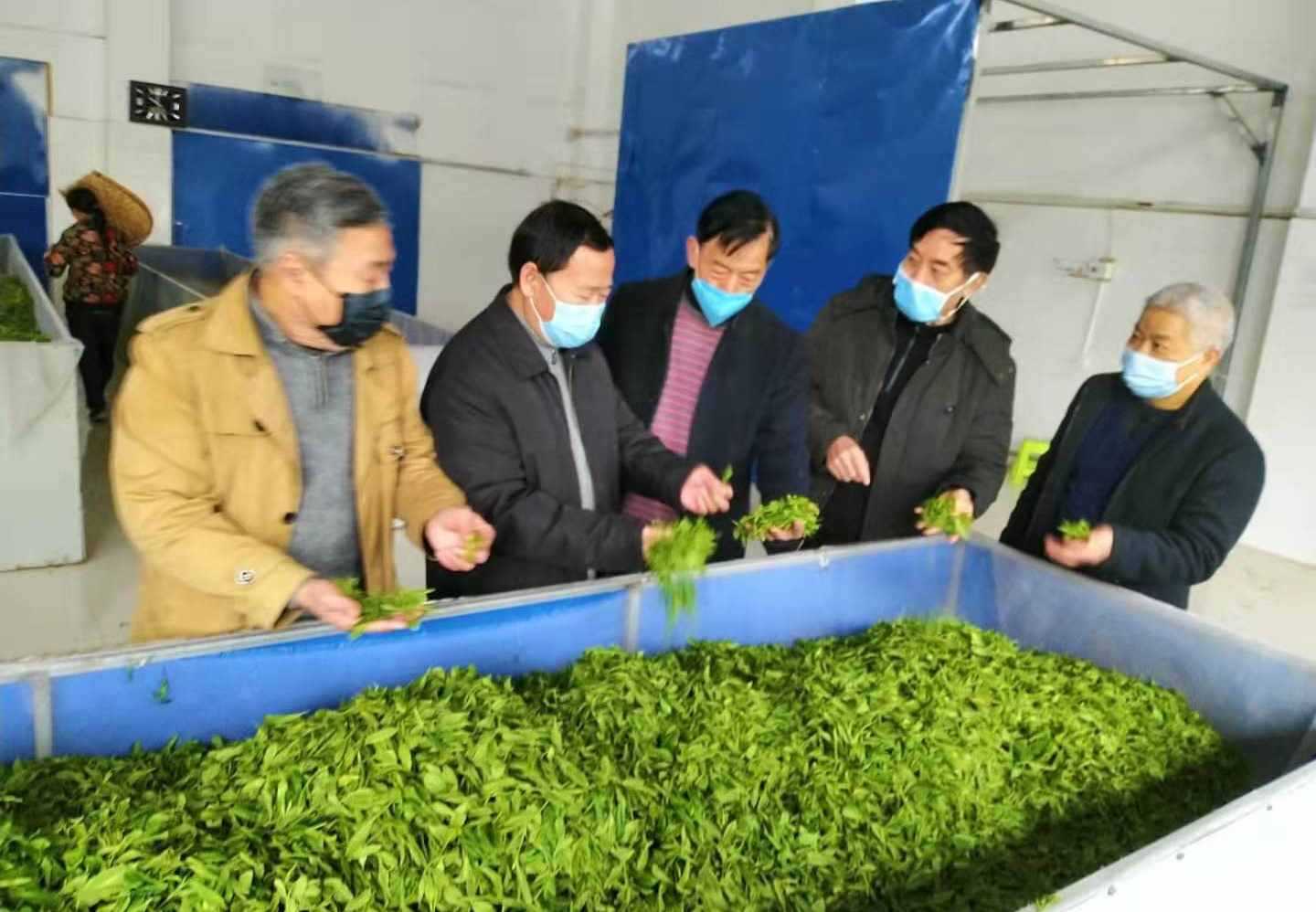 南川区工程师协会到香炉寺茶园走访调研春茶生产