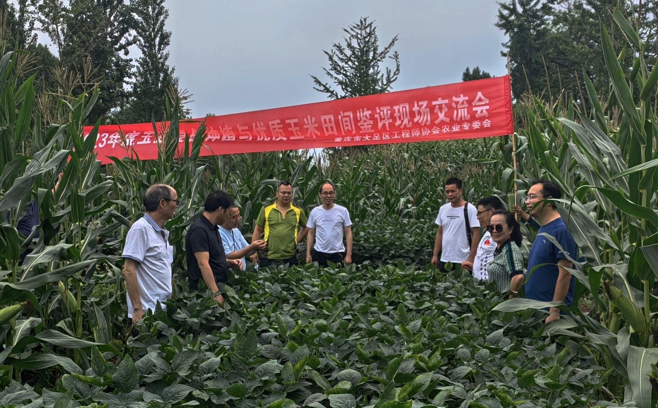 大足区工程师协会开展玉豆复合种植及优质玉米田间观摩鉴评活动